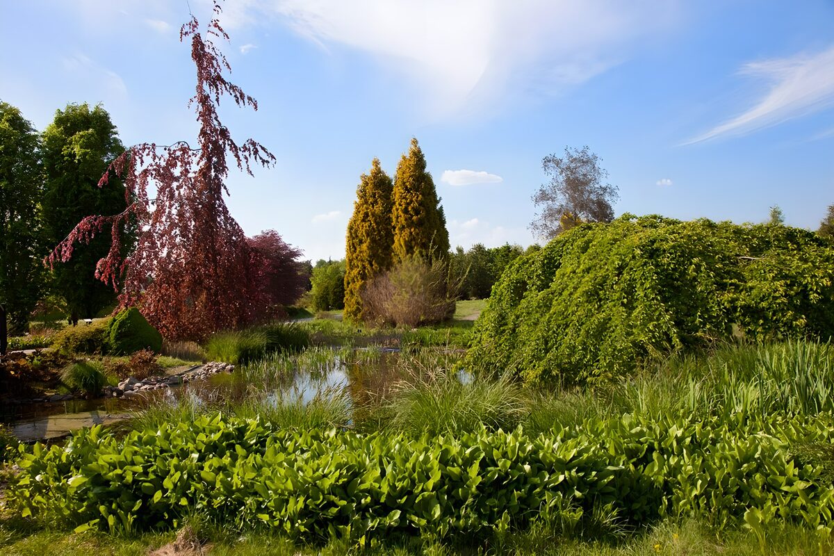PDGIT6369080: Stagno al sole tra alberi rossi e verdi