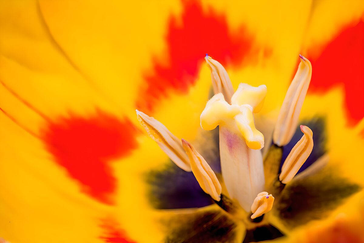 PDGIT4960641: Tulipano giallo e rosso in primo piano