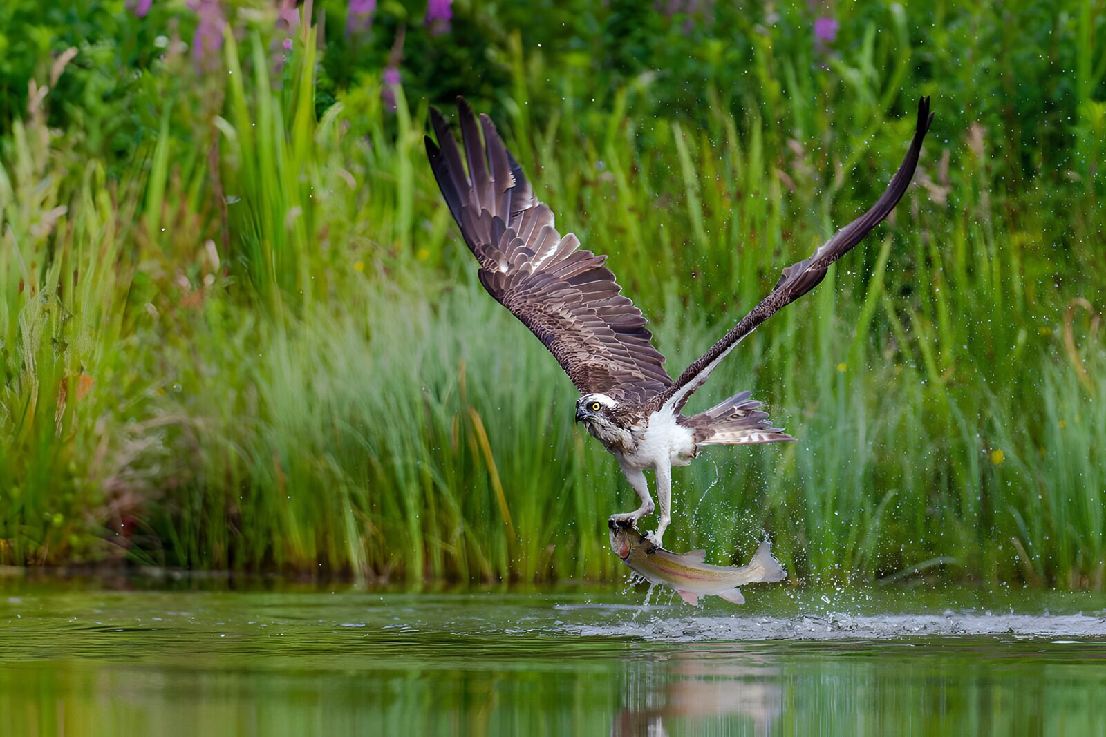 PDGIT4649680: Falco pescatore con un pesce tra gli artigli