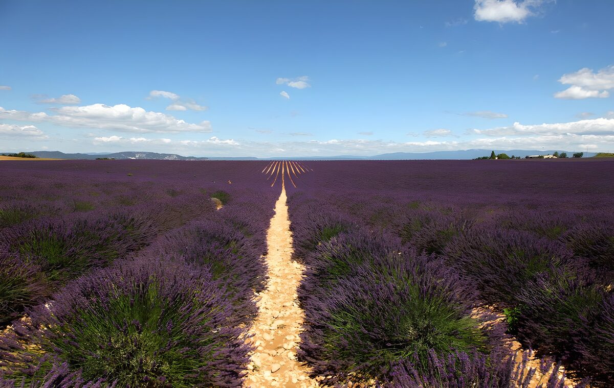 PDGIT4562740: Filari di lavanda verso l’orizzonte