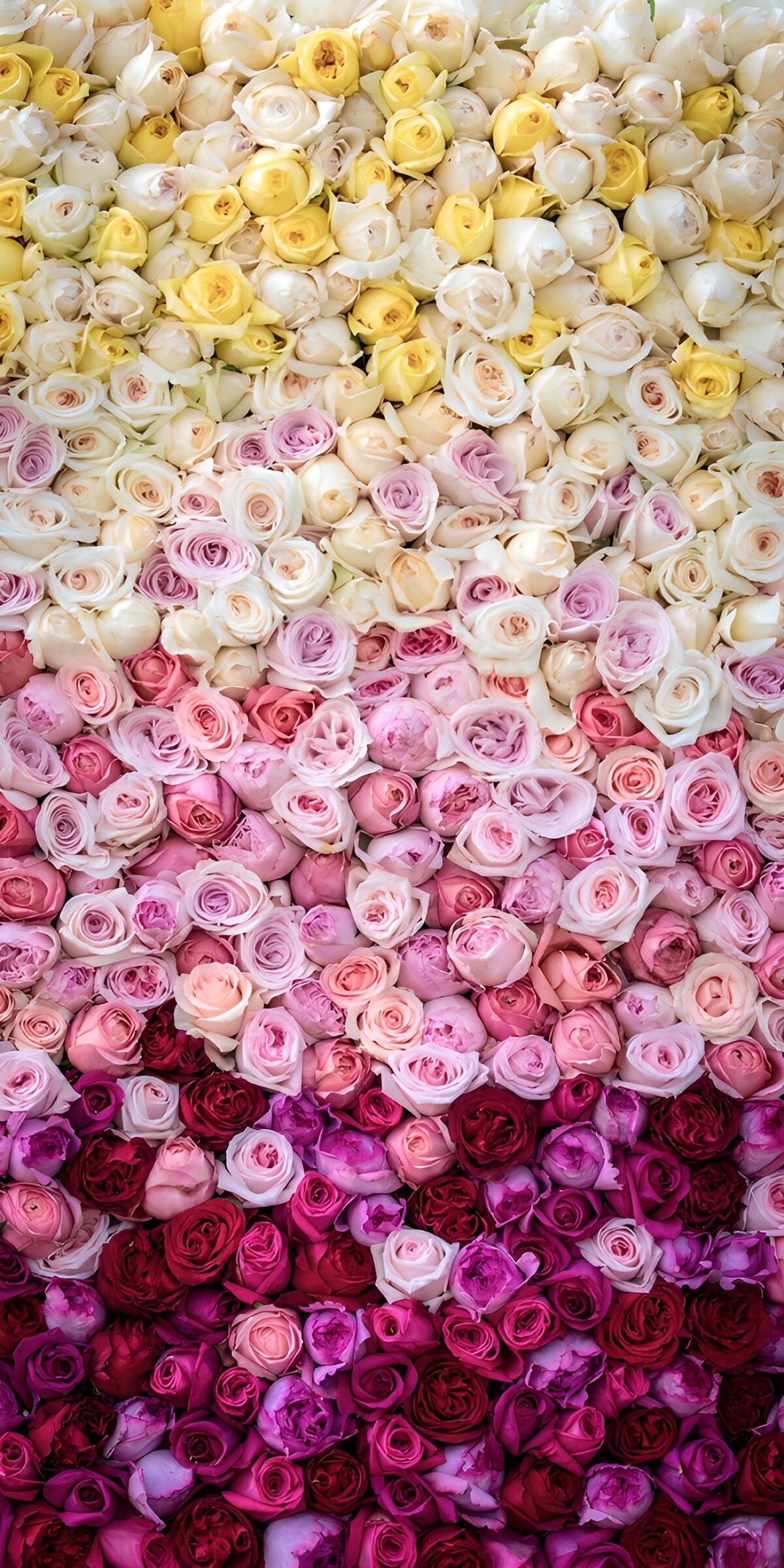 PDGIT6679883: Parete di fiori dal bianco al fucsia