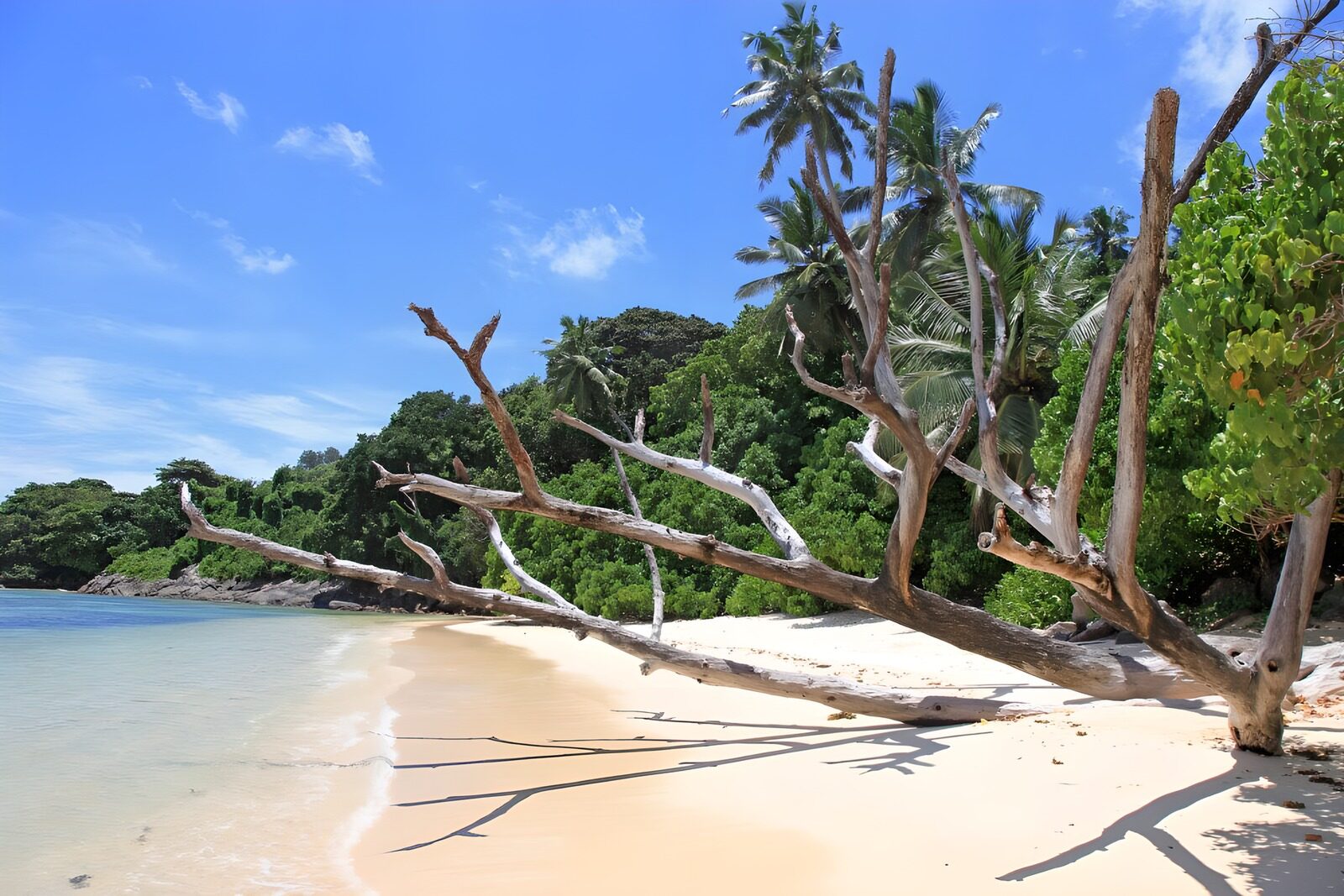 PDGIT8443129: Spiaggia tropicale tra rami e mare calmo
