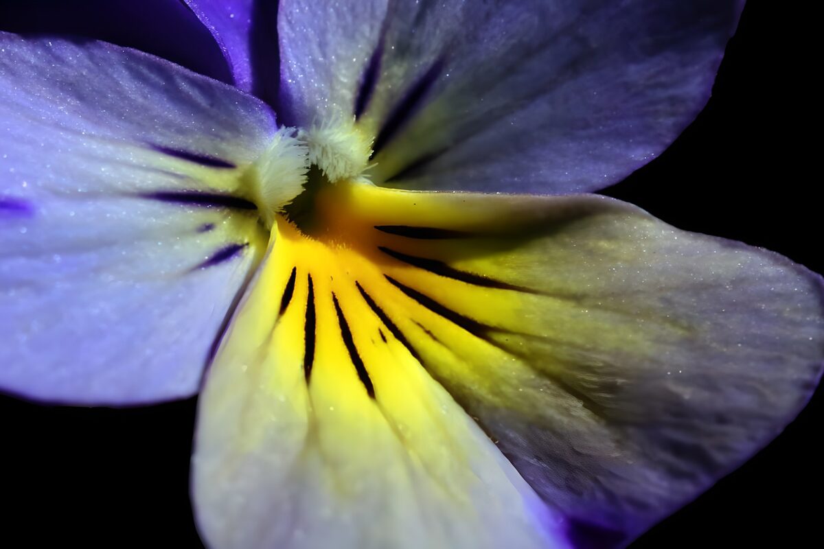 PDGIT3801058: Viola del pensiero, giallo e chiaroscuro