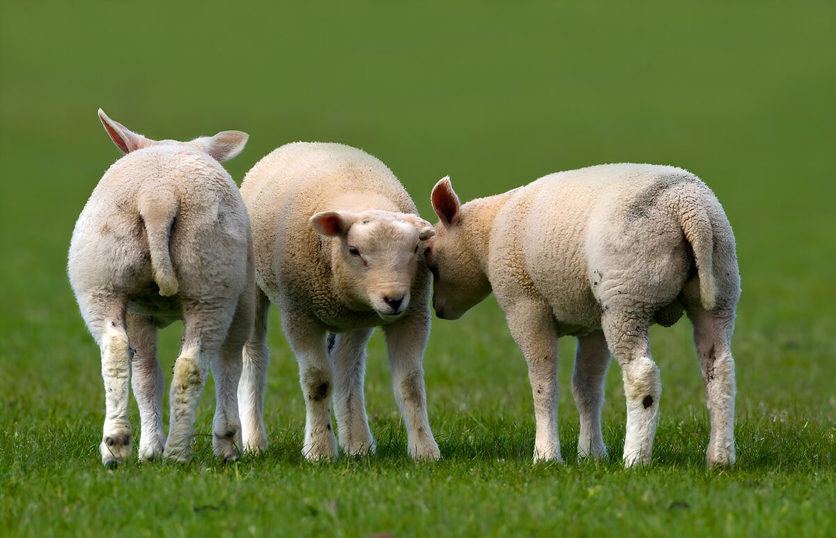 PDGIT8990334: Tre agnelli vicini nel prato verde