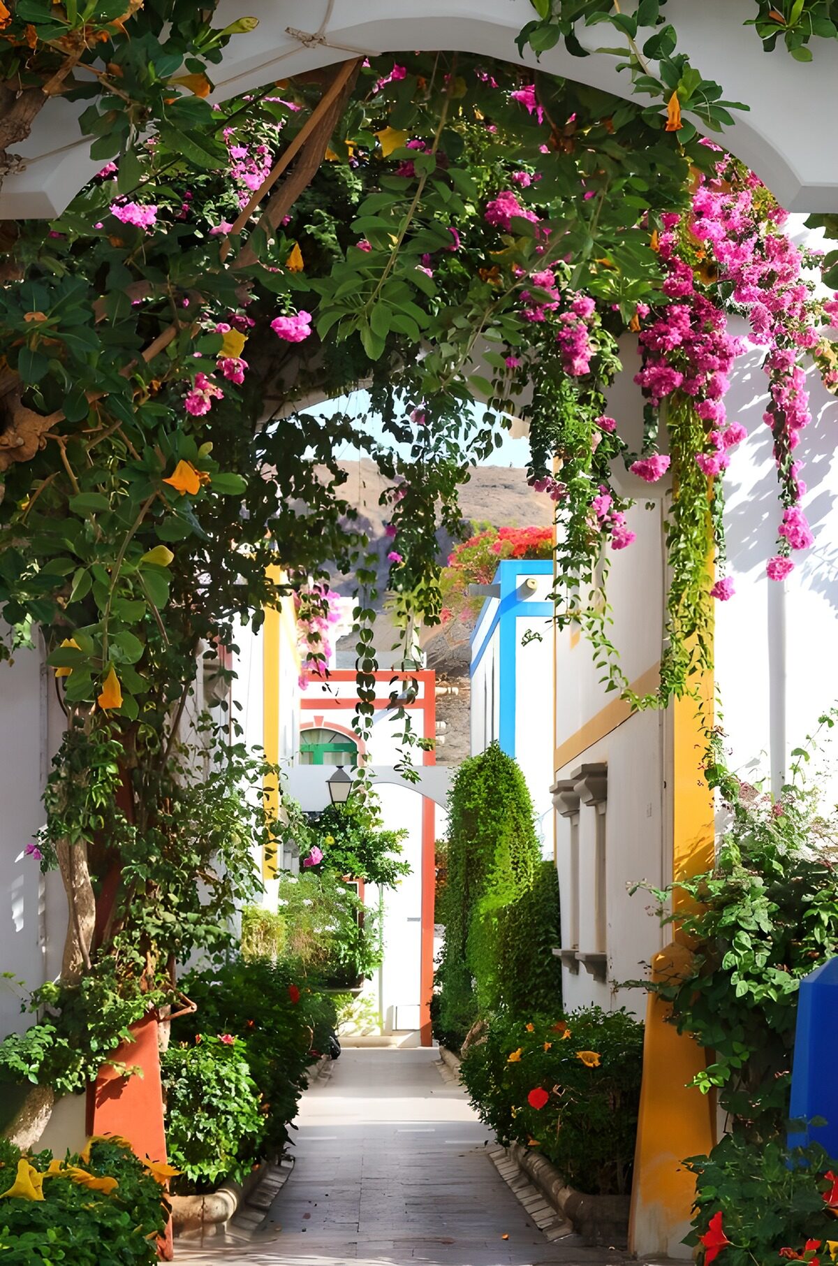PDGIT8113850: Vicolo bianco con bougainvillea al sole