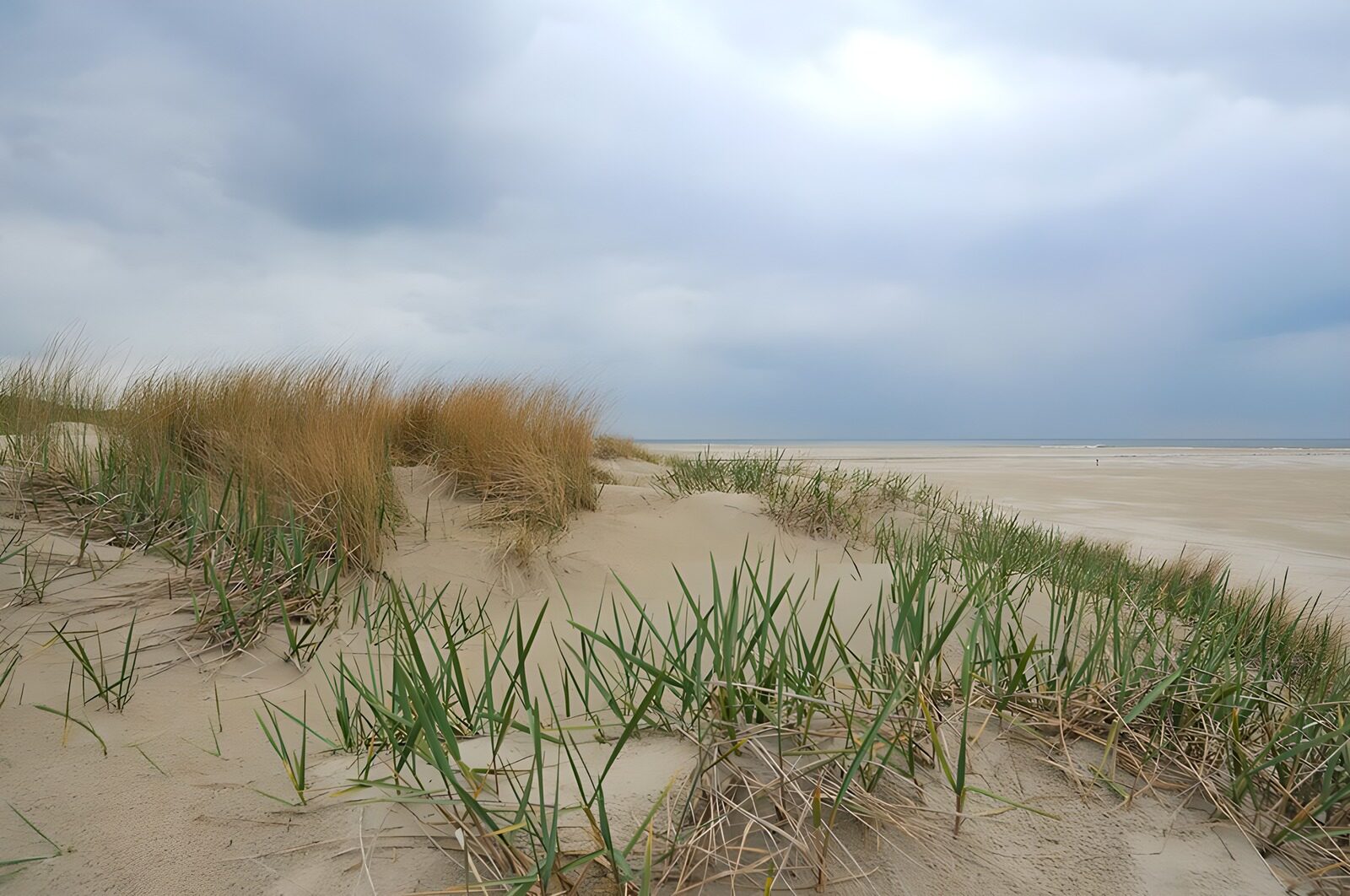 PDGIT7965702: Dune erbose e spiaggia sotto le nuvole