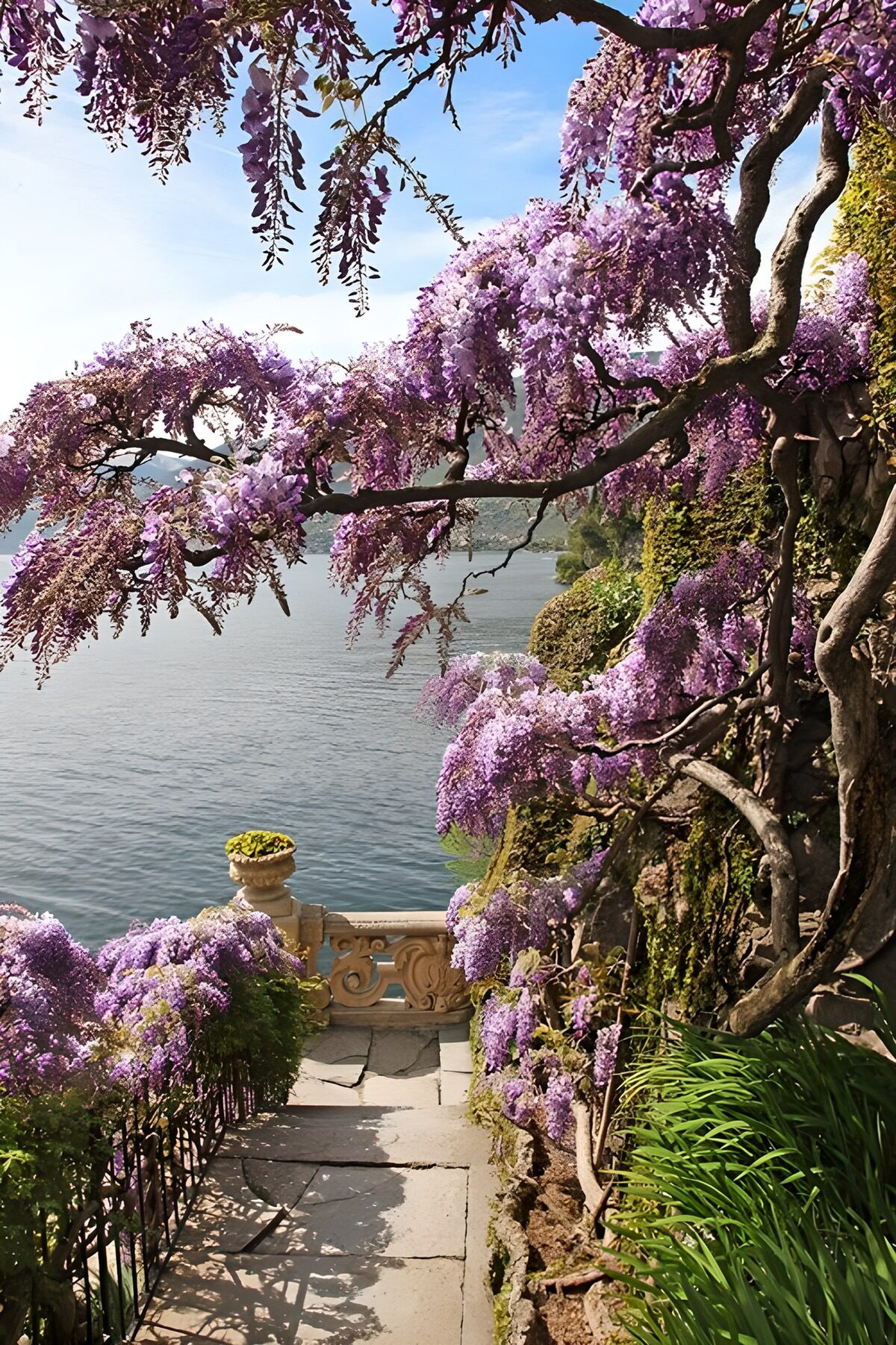 PDGIT5841413: Scalinata al lago tra glicini in fiore