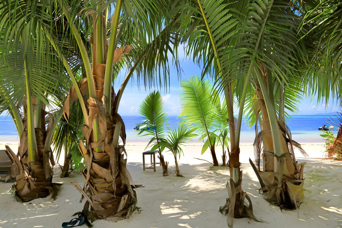 PDGIT2375922: Palme sulla sabbia, mare turchese