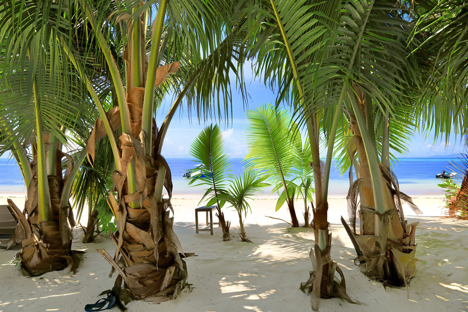 PDGIT2375922: Palme sulla sabbia, mare turchese