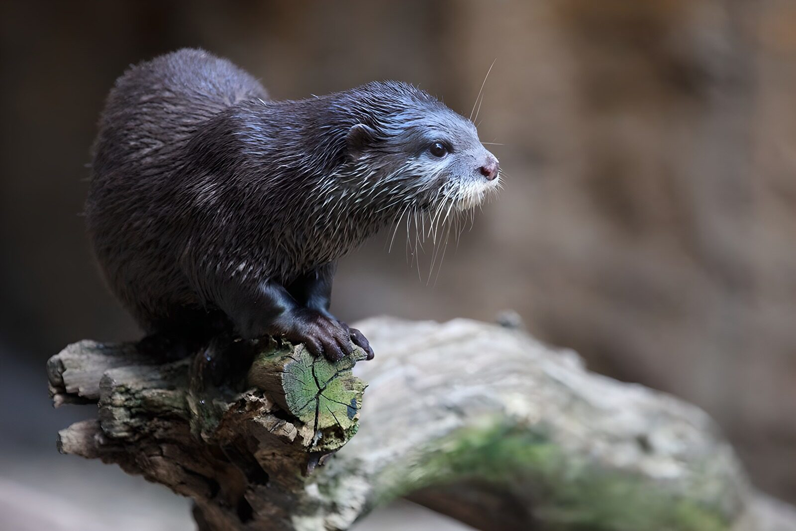 PDGIT9025604: Lontra di profilo, in pausa sul tronco