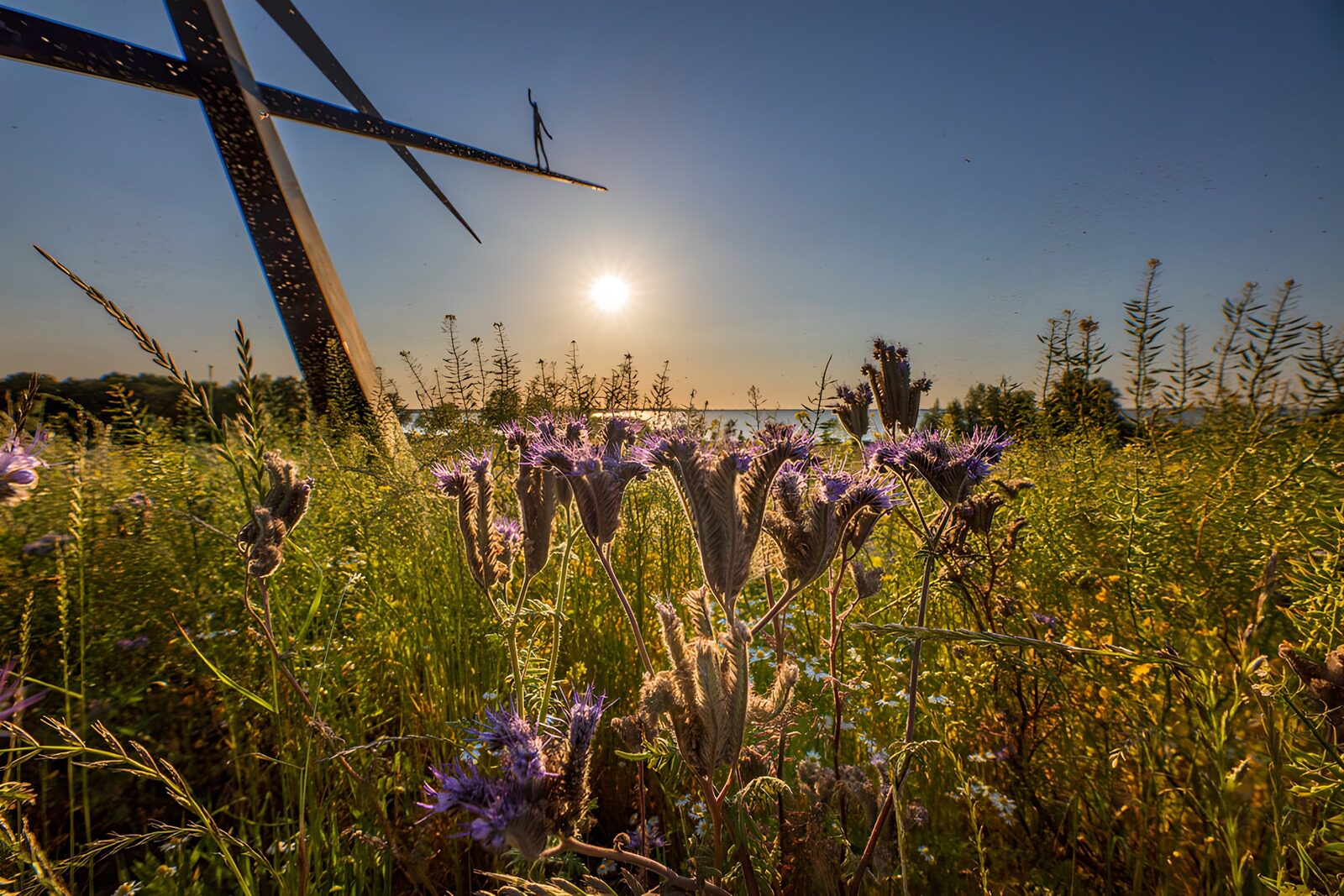 PDGIT7662601: Fiori viola e metallo al sole della sera