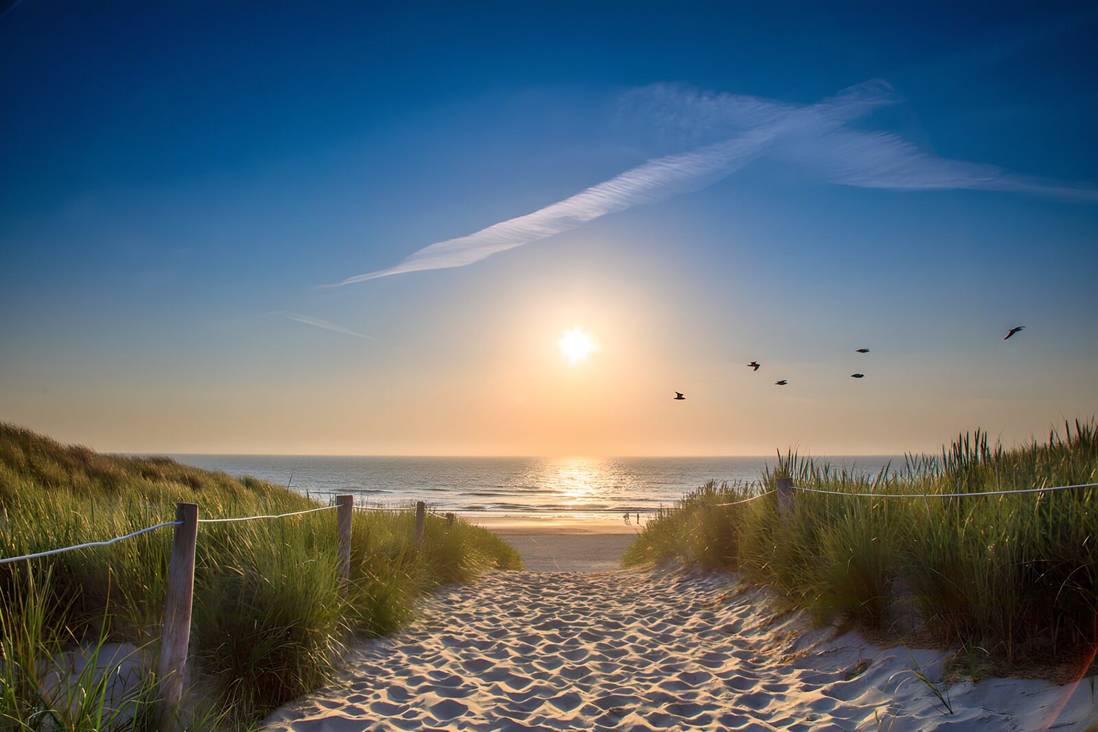 PDGIT3218438: Sentiero tra le dune al tramonto
