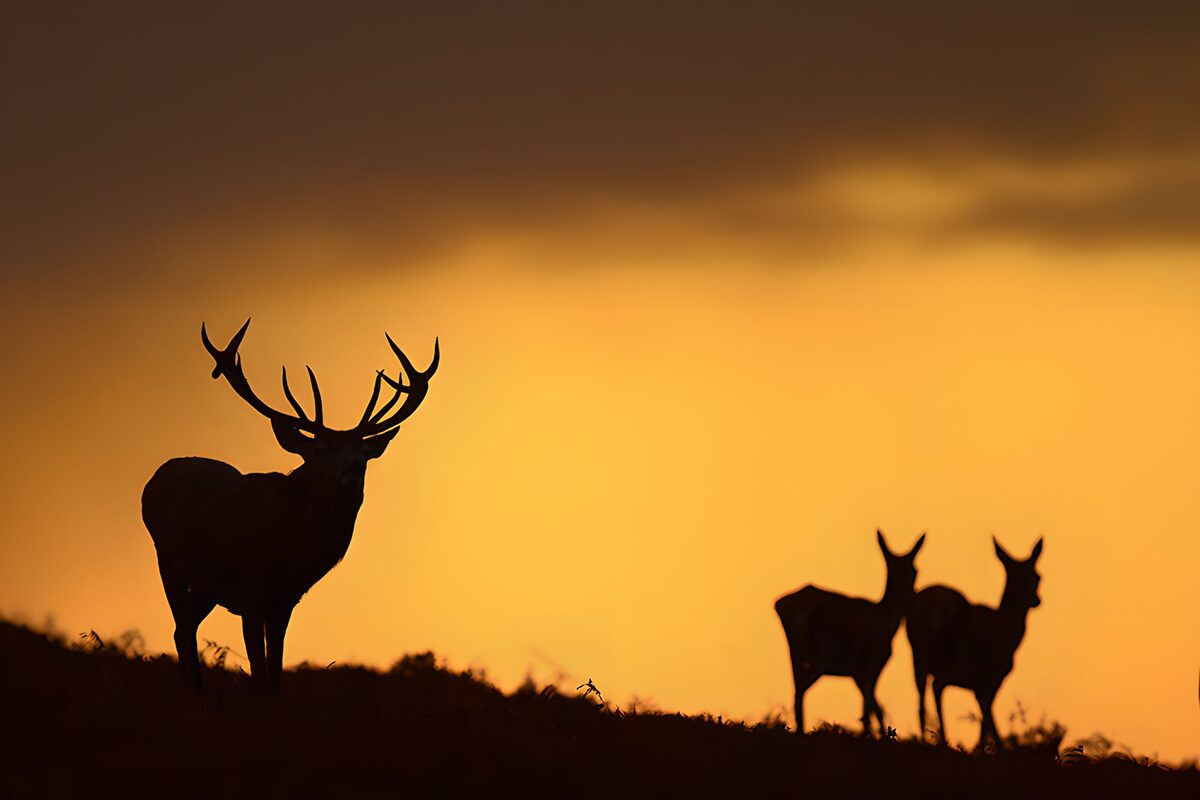 PDGIT9025009: Tre cervi in controluce al tramonto