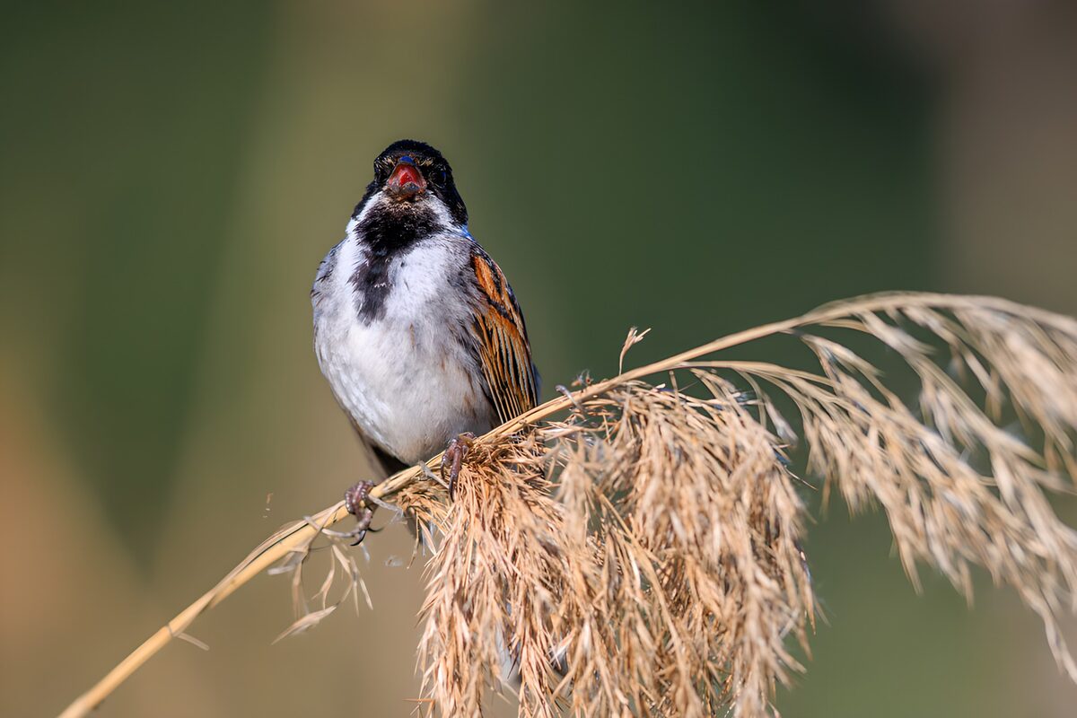 PDGIT2508491: Migliarino di palude sulla canna dorata