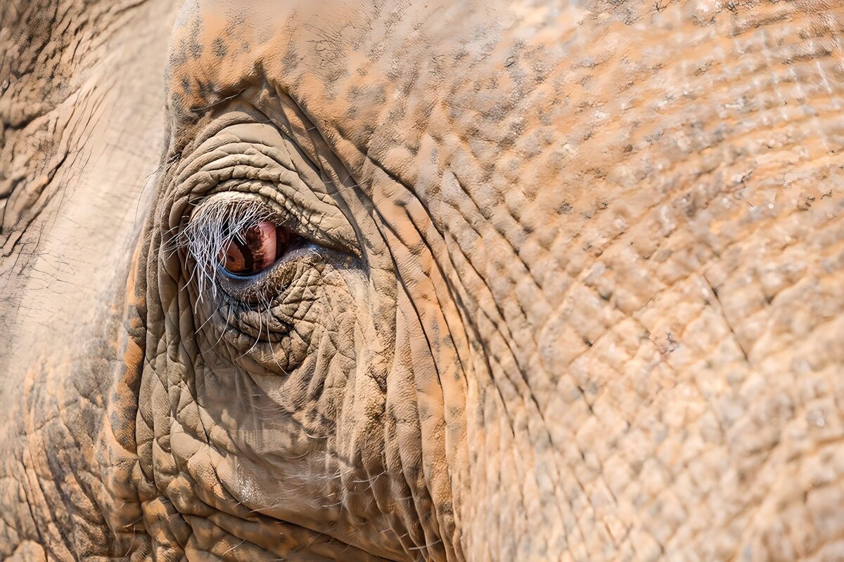 Occhio di elefante in primo piano