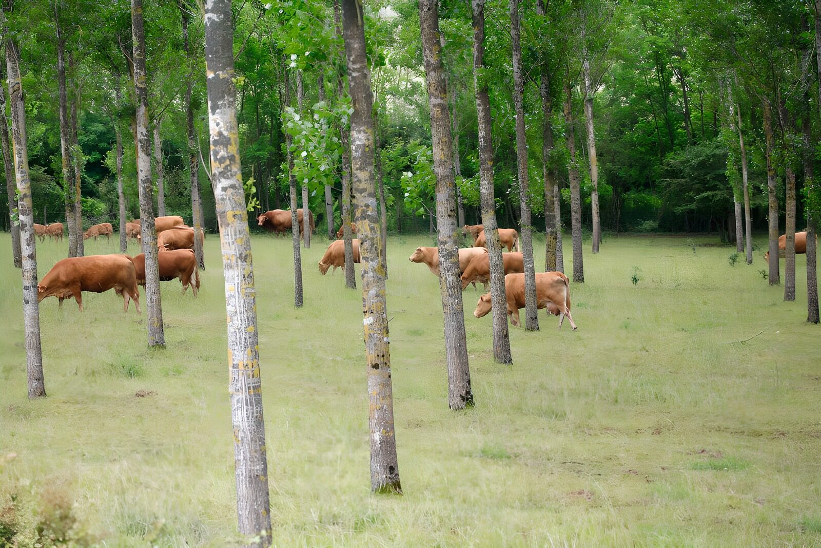 PDGIT4129922: Mucche al pascolo nella quiete del bosco