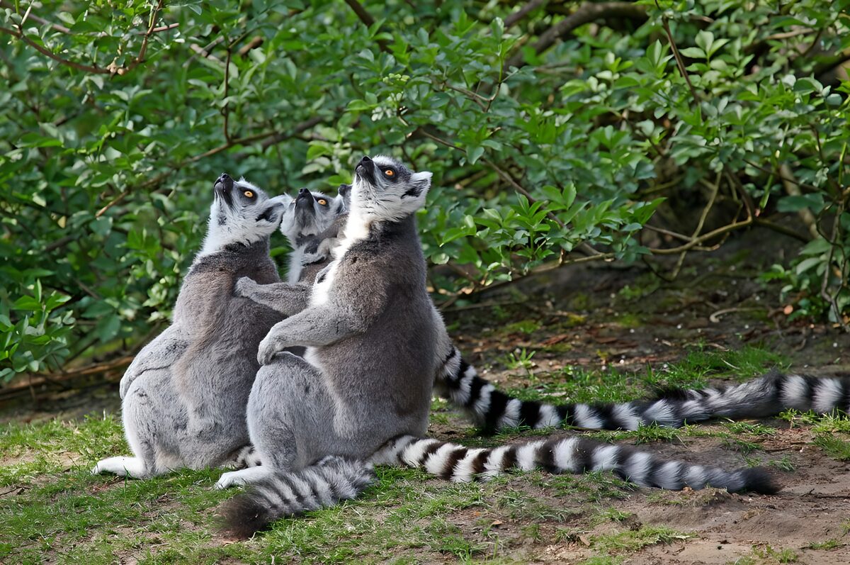 PDGIT1379132: Tre lemuri con lo sguardo all’insù