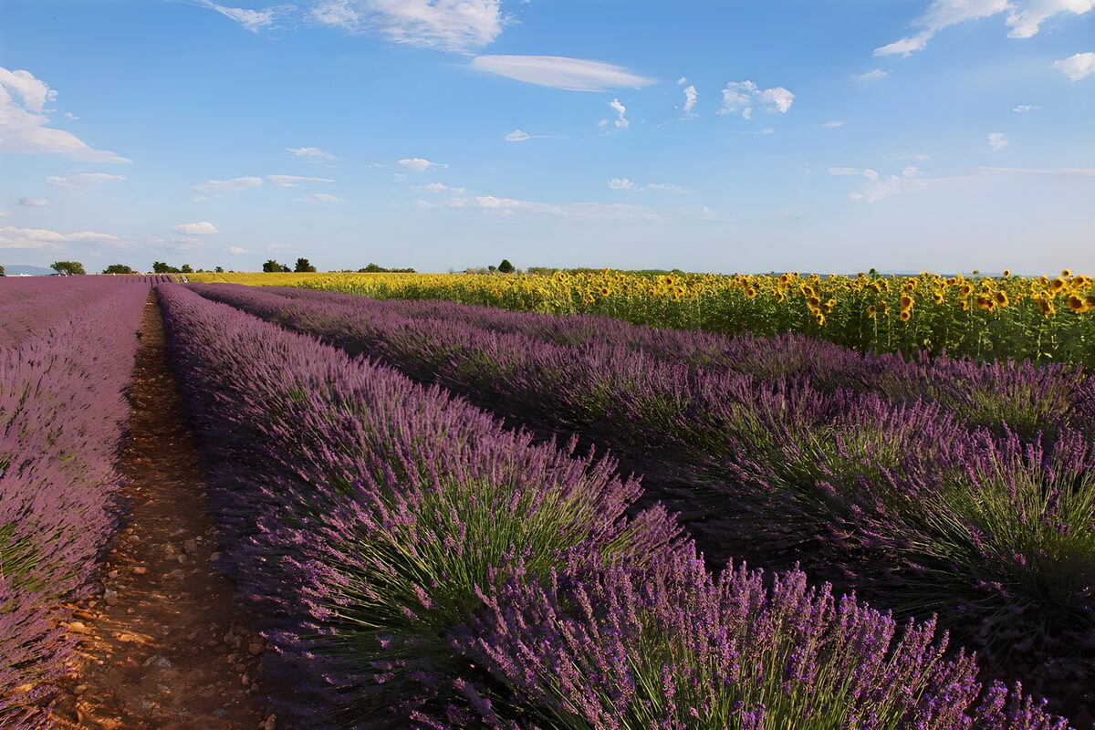 PDGIT5157750: Lavanda e girasoli, l'estate a colori