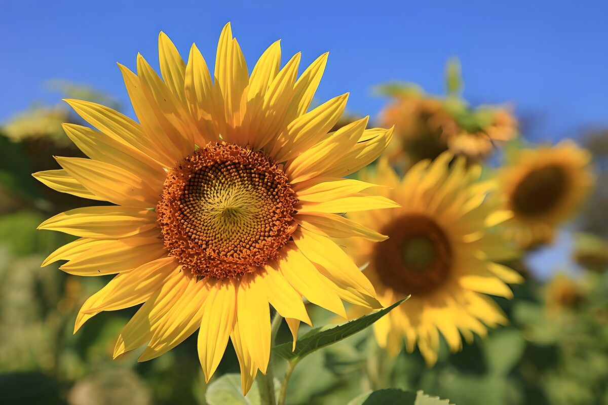 PDGIT8115748: Un girasole acceso d’estate