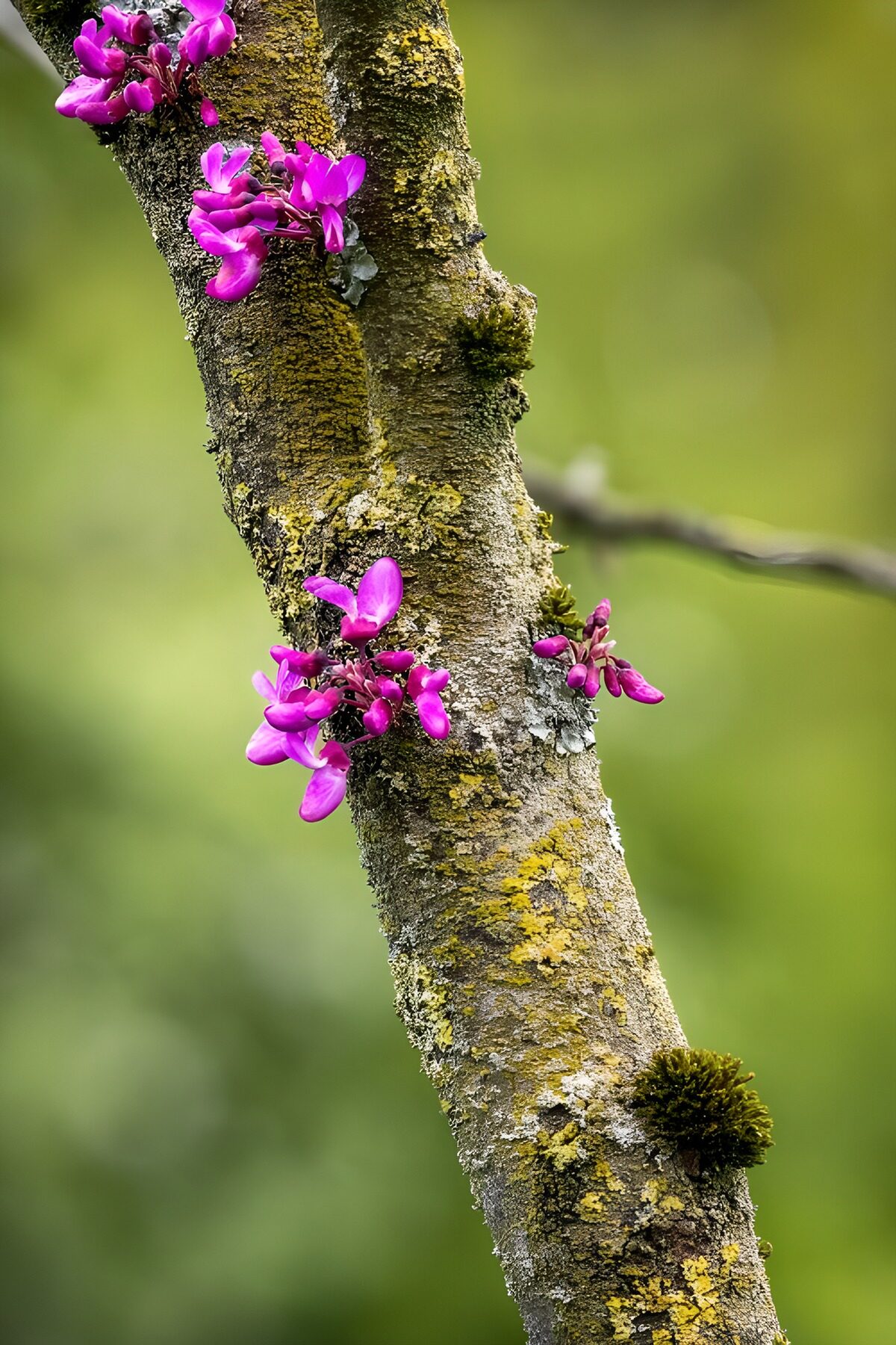 PDGIT9278272: Fiori rosa sul tronco, aria di primavera