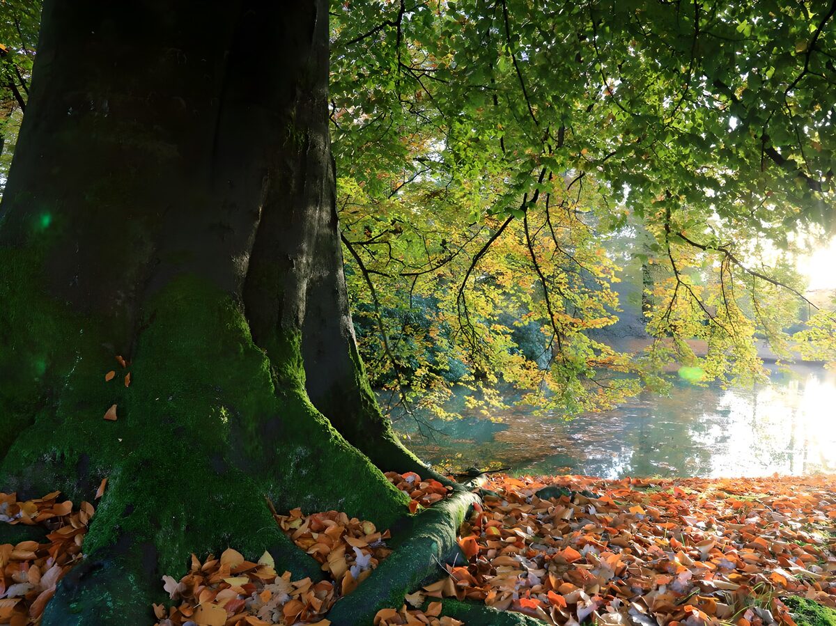 PDGIT9984286: Albero e radici nella luce d’autunno
