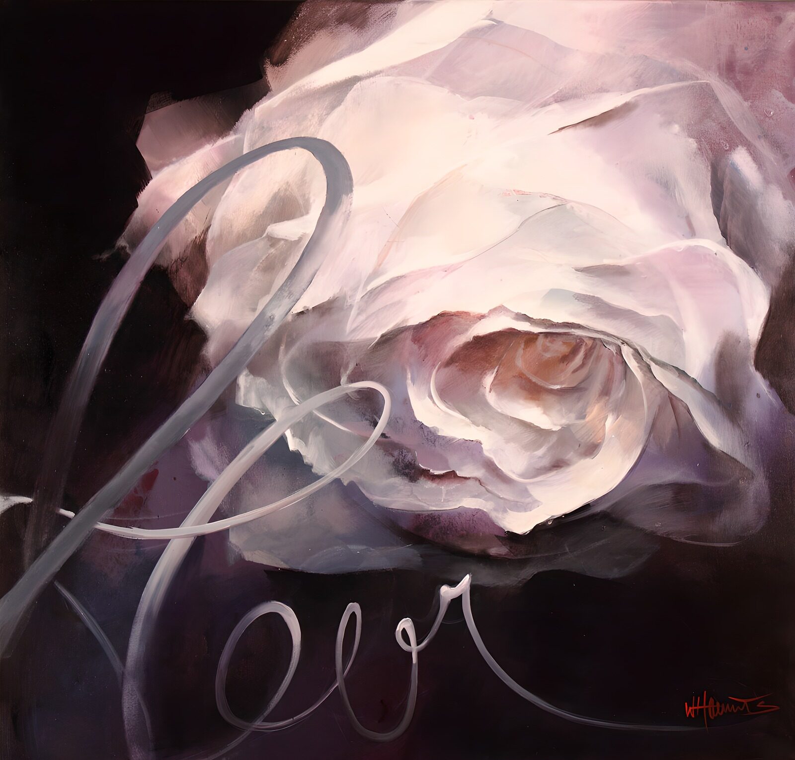 PDGIT6274662: Rosa bianca e rosa su fondo scuro