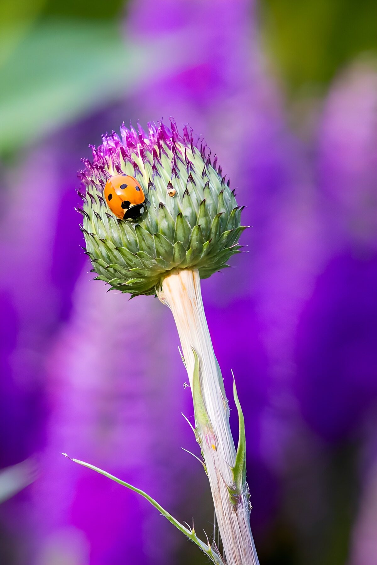 PDGIT4668423: Coccinella sul cardo in fiore