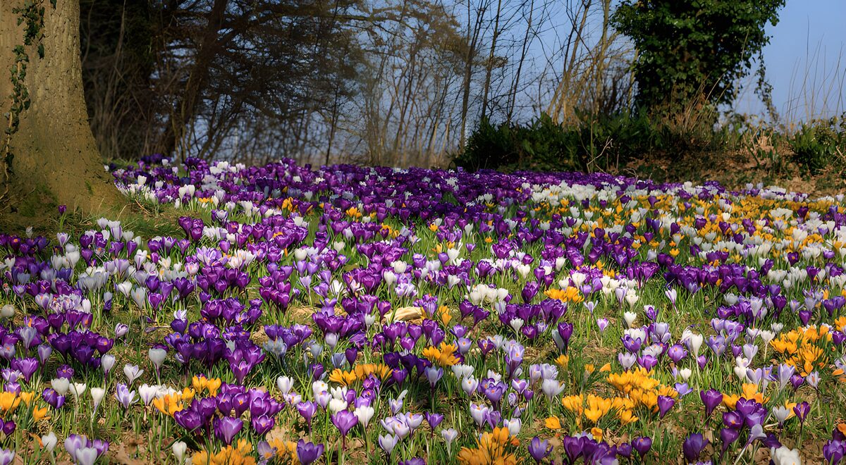 PDGIT1188232: Crocus multicolori nel prato di primavera