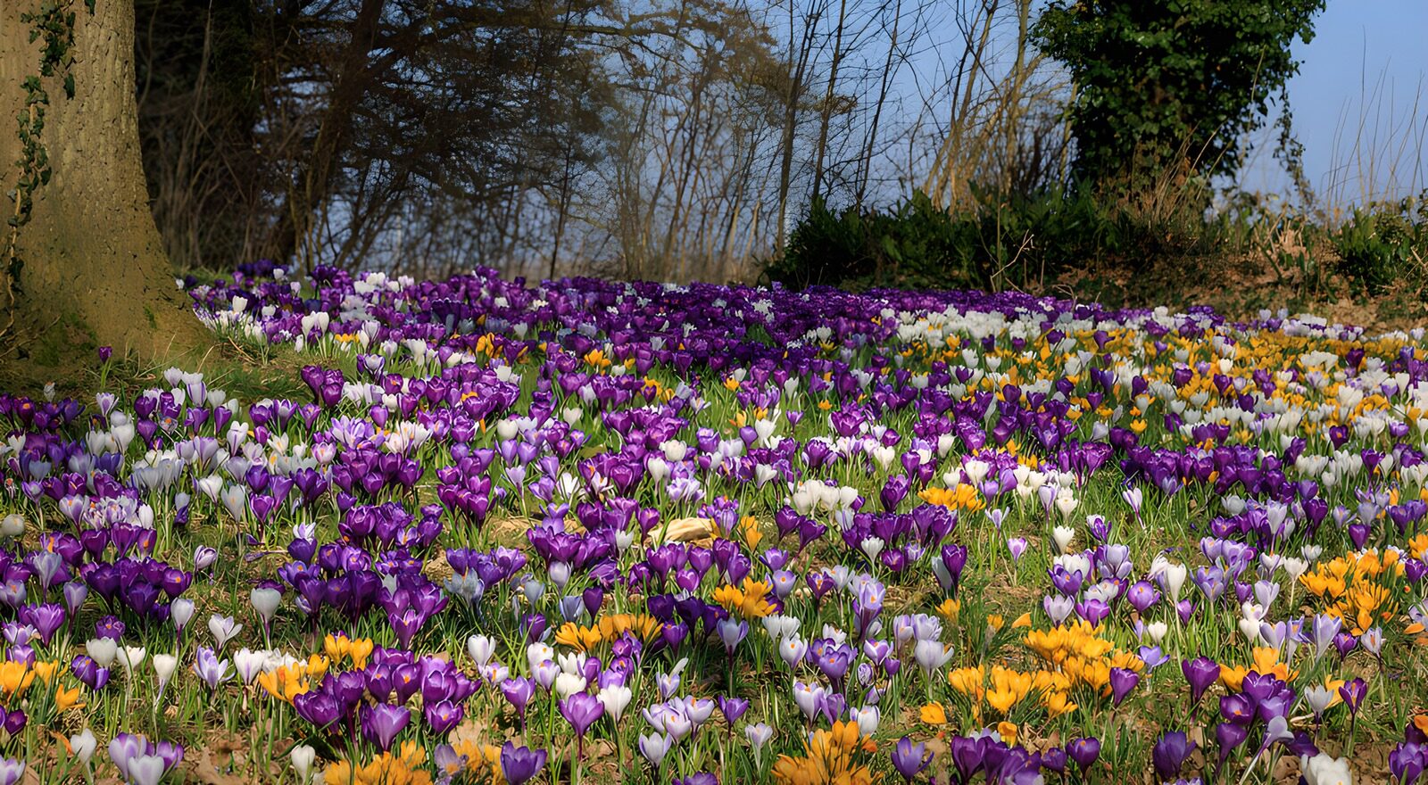 PDGIT1188232: Crocus multicolori nel prato di primavera