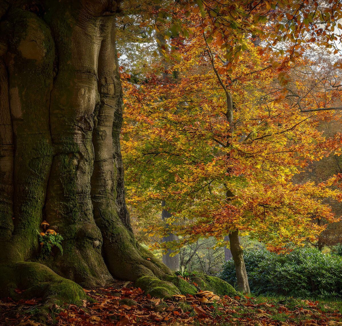 PDGIT2614276: Grande tronco nel bosco d’autunno