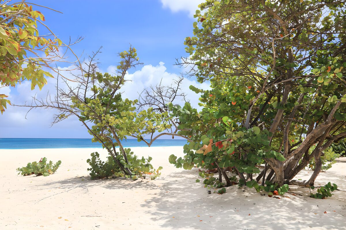 PDGIT6903652: Spiaggia chiara tra alberi e mare turchese