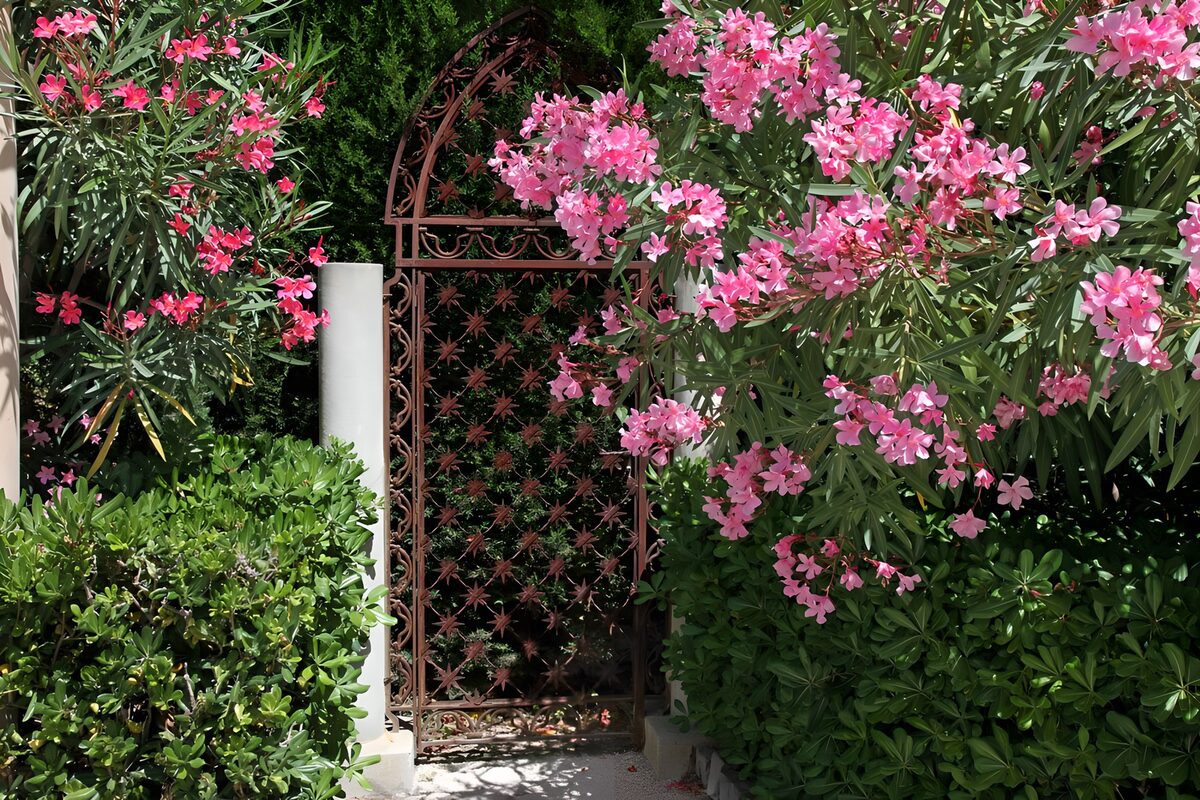 PDGIT2827105: Cancello in ferro tra oleandri rosa
