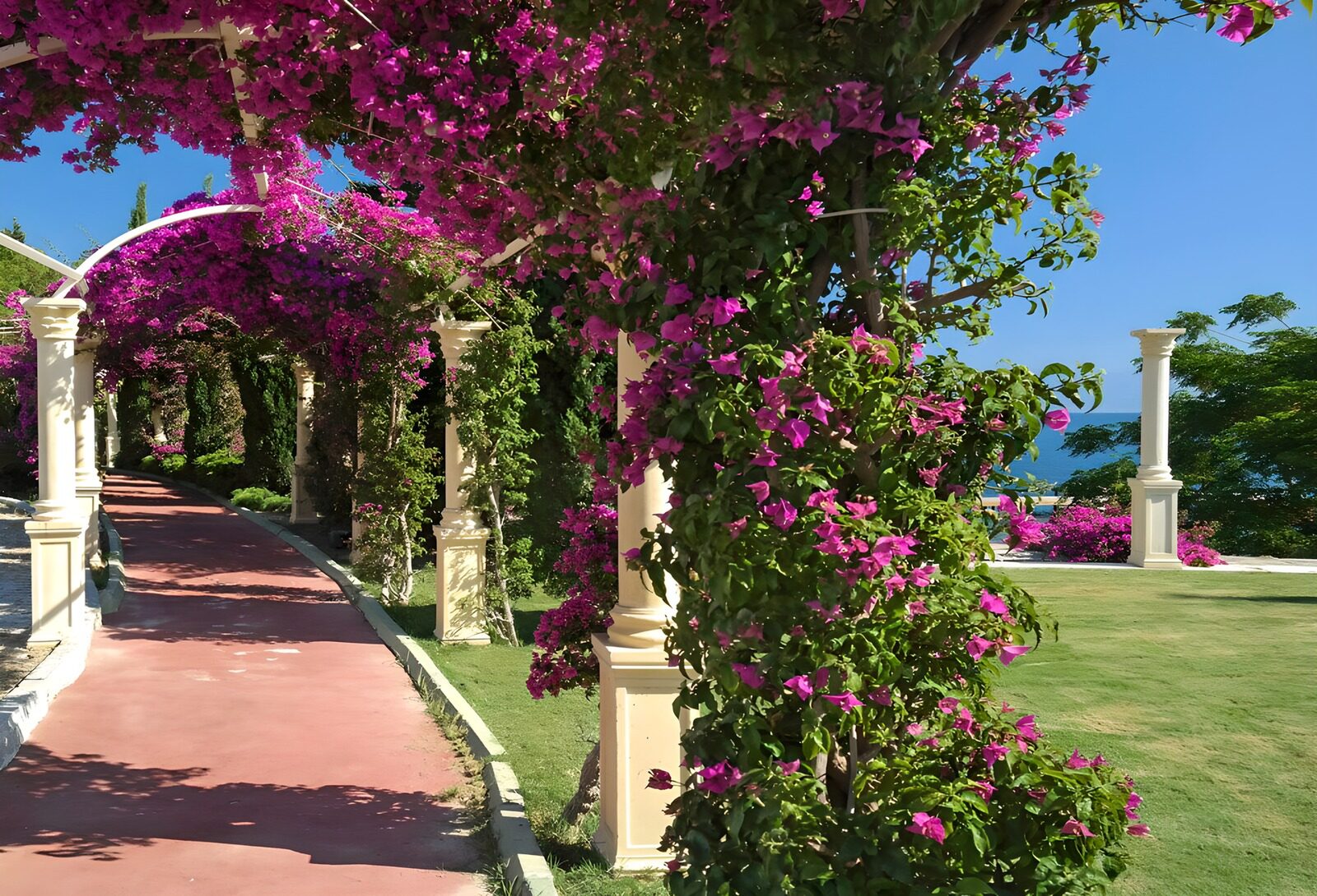 PDGIT3685575: Pergola di bouganville al sole
