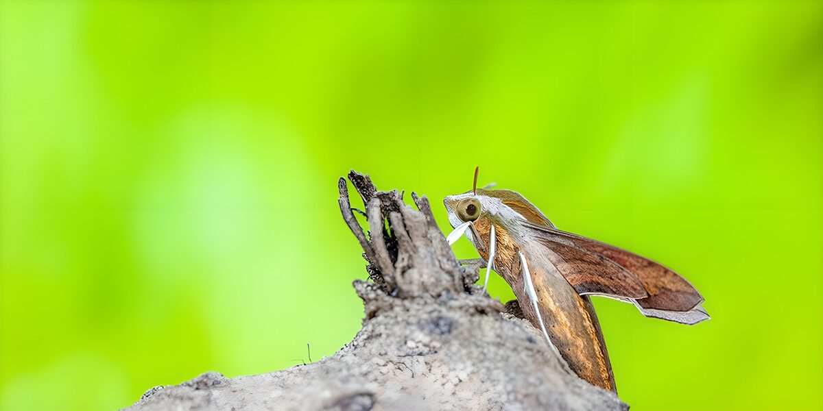 Falena bruna in sosta sul legno