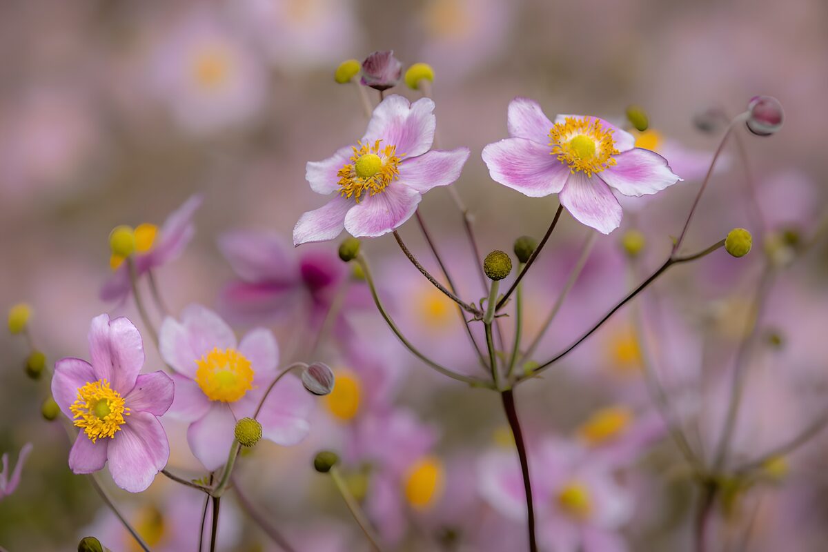 PDGIT6224660: Anemoni rosa tenue in luce soffusa