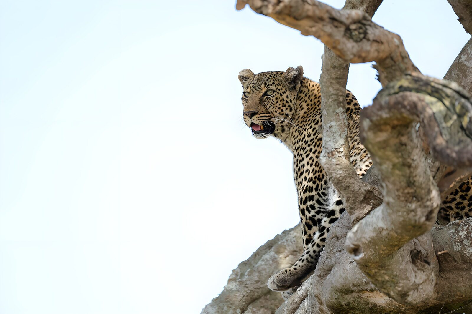 PDGIT1441409: Leopardo in vedetta tra i rami