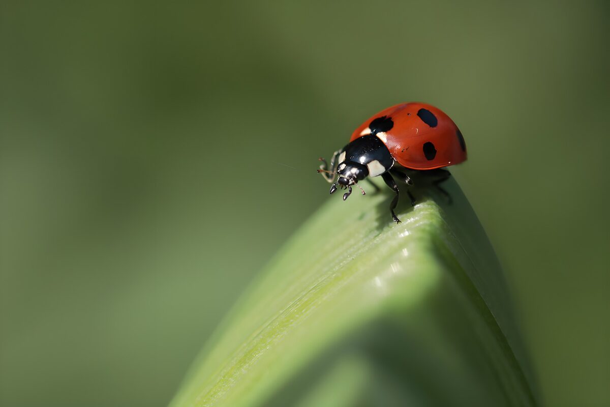 Coccinella al sole su una foglia
