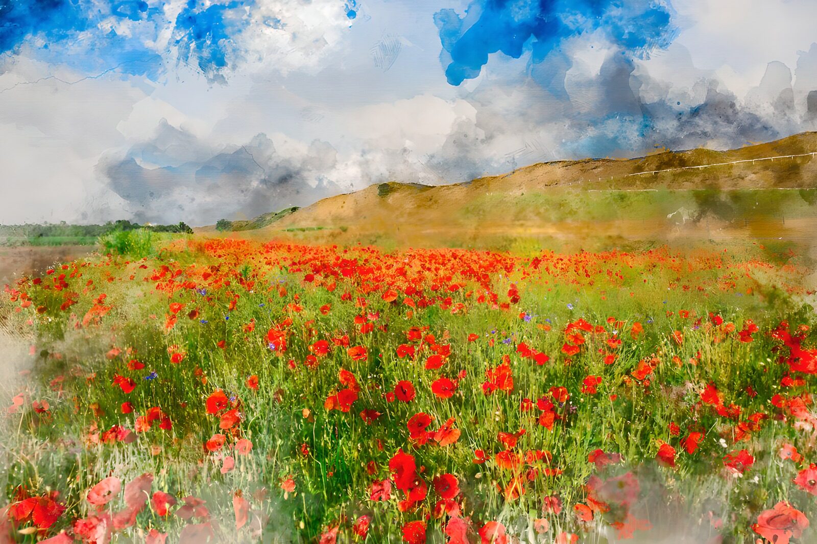 PDGIT4352434: Campo di papaveri sotto un cielo aperto