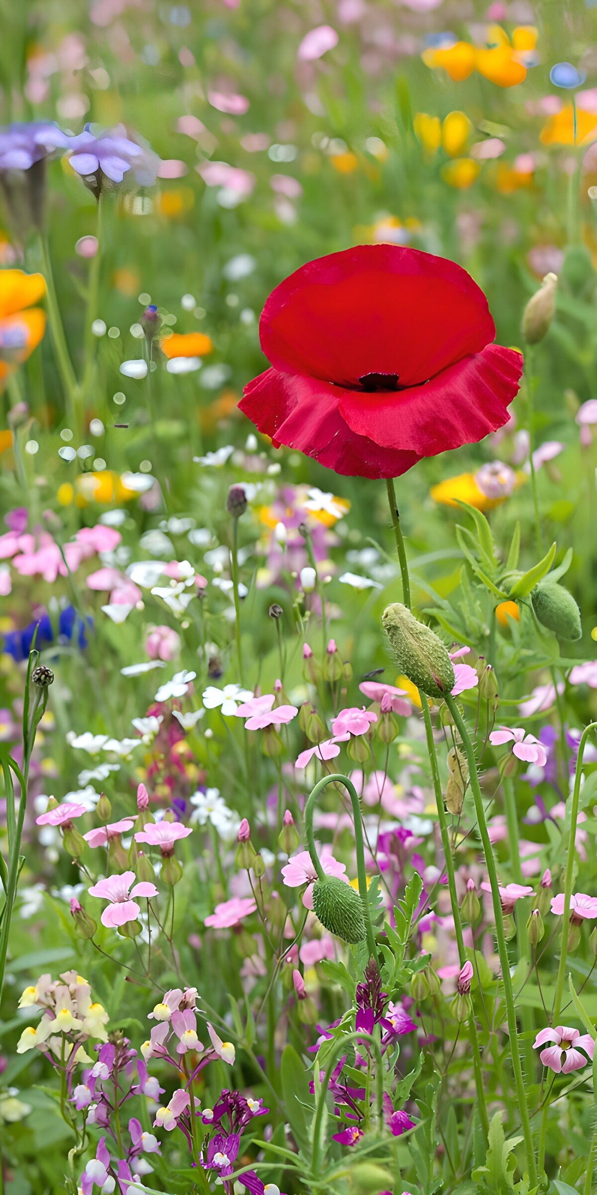 PDGIT8088927: Papavero rosso tra i fiori di campo