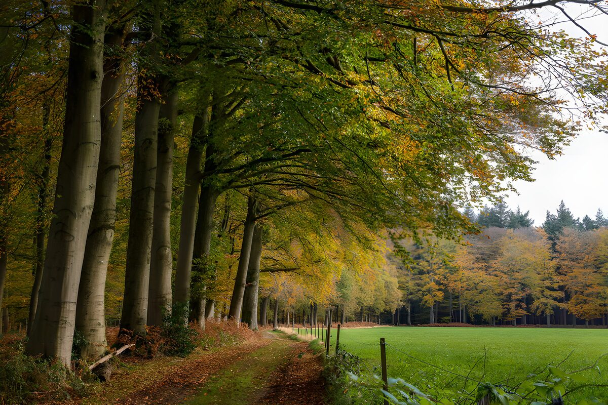 PDGIT7533320: Sentiero d’autunno tra faggi e prato