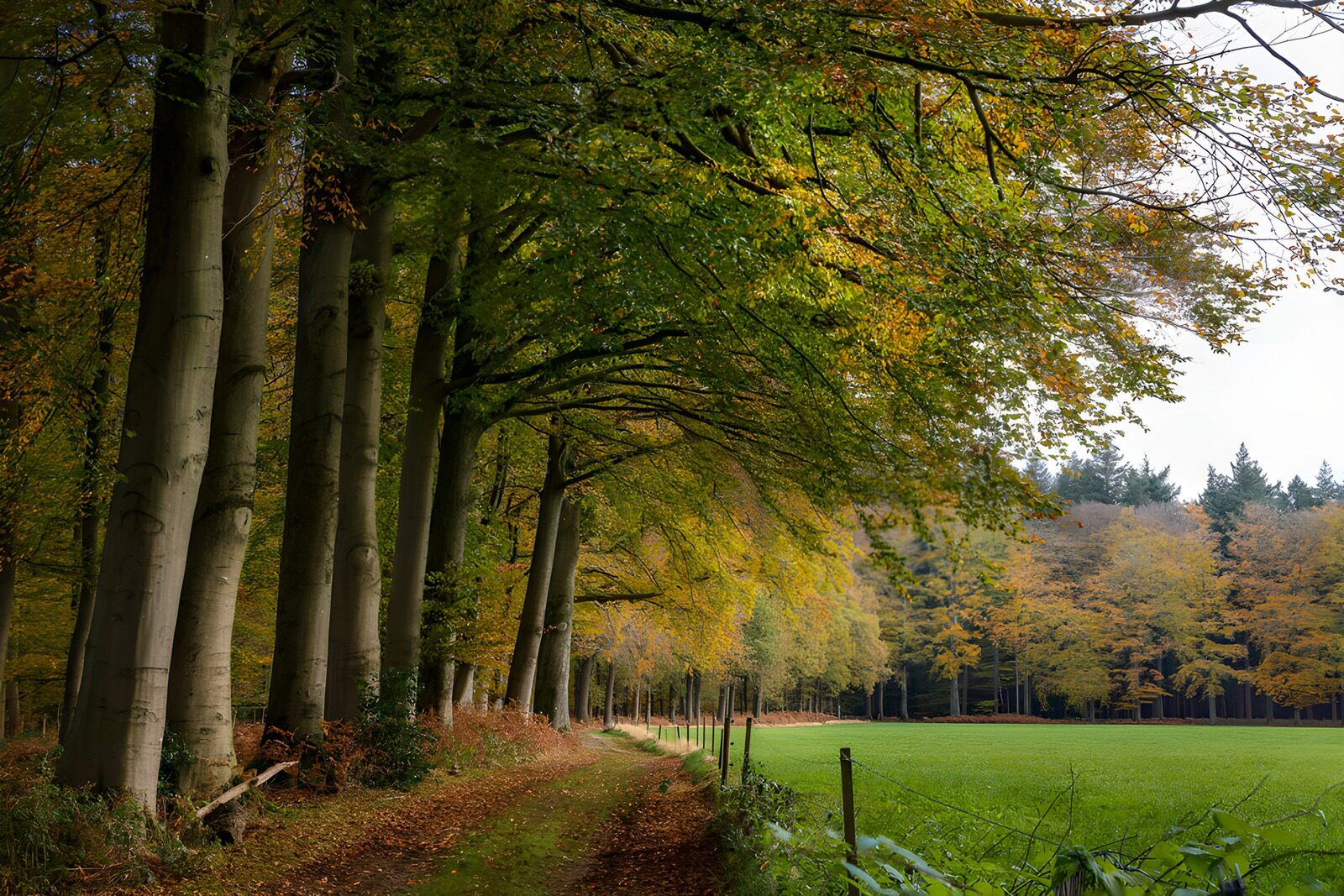 PDGIT7533320: Sentiero d’autunno tra faggi e prato