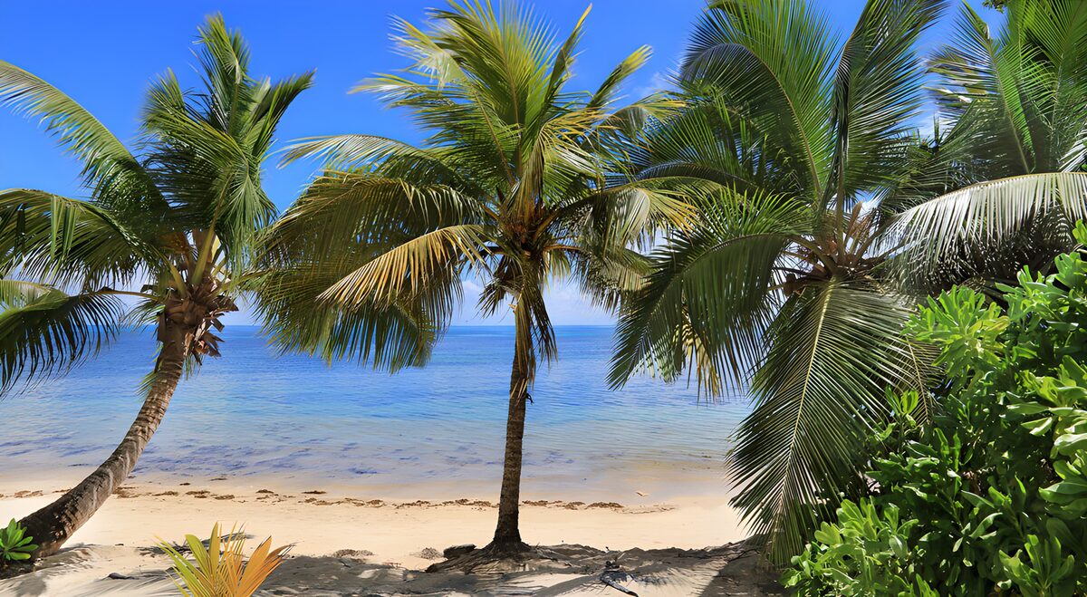 PDGIT1716011: Tra le palme, il mare si fa quiete