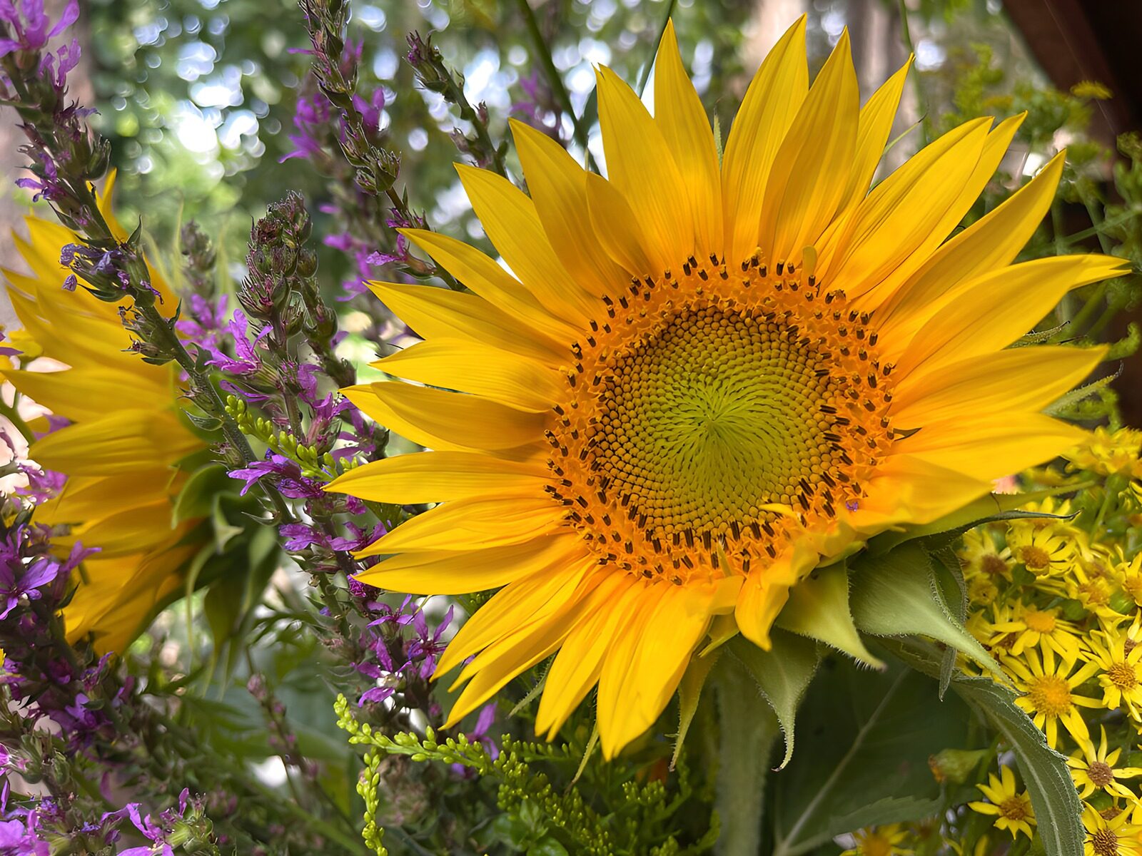 PDGIT5211745: Girasole e fiori viola in luce estiva