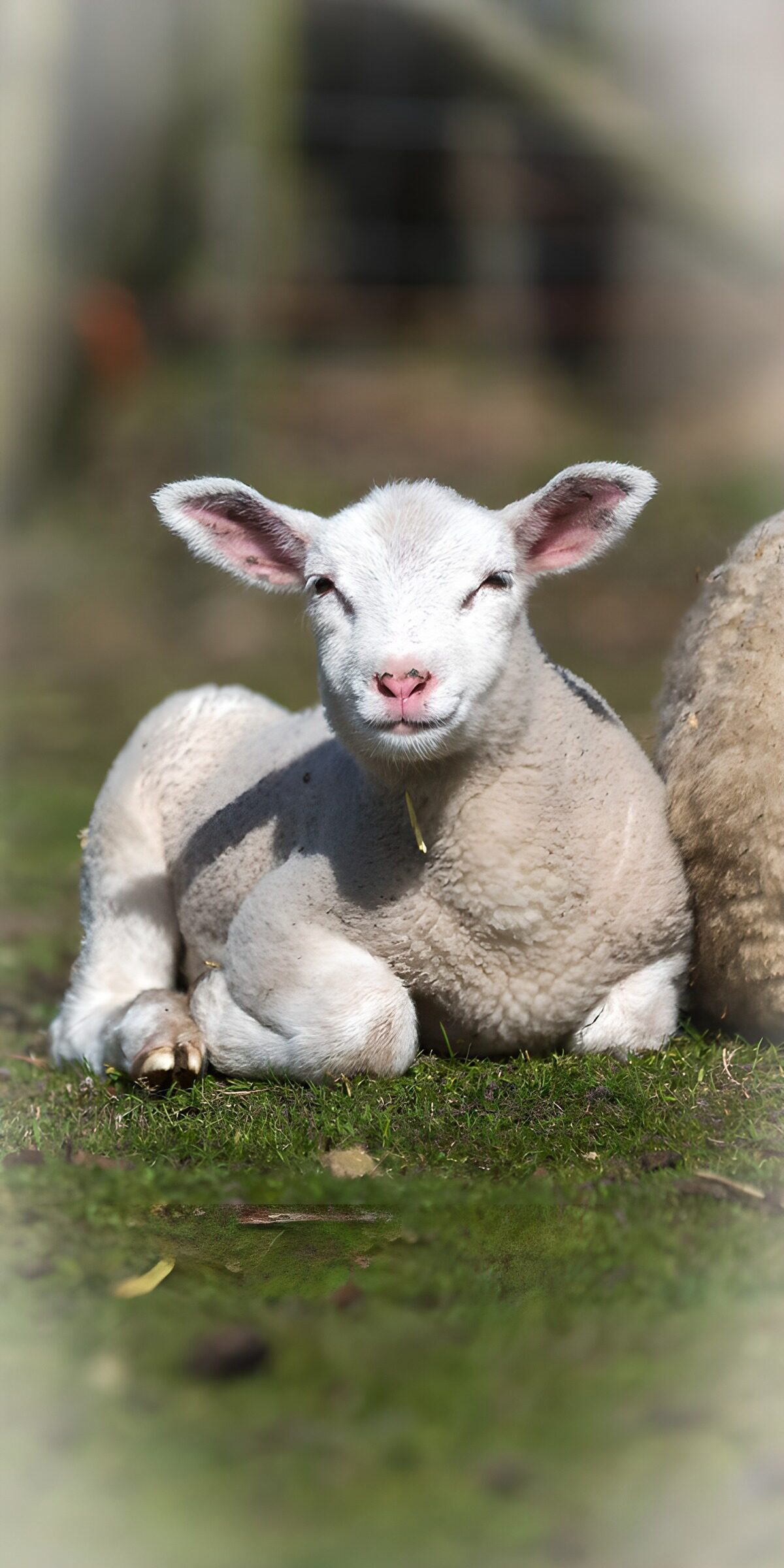 PDGIT4127589: Agnello bianco a riposo sull’erba