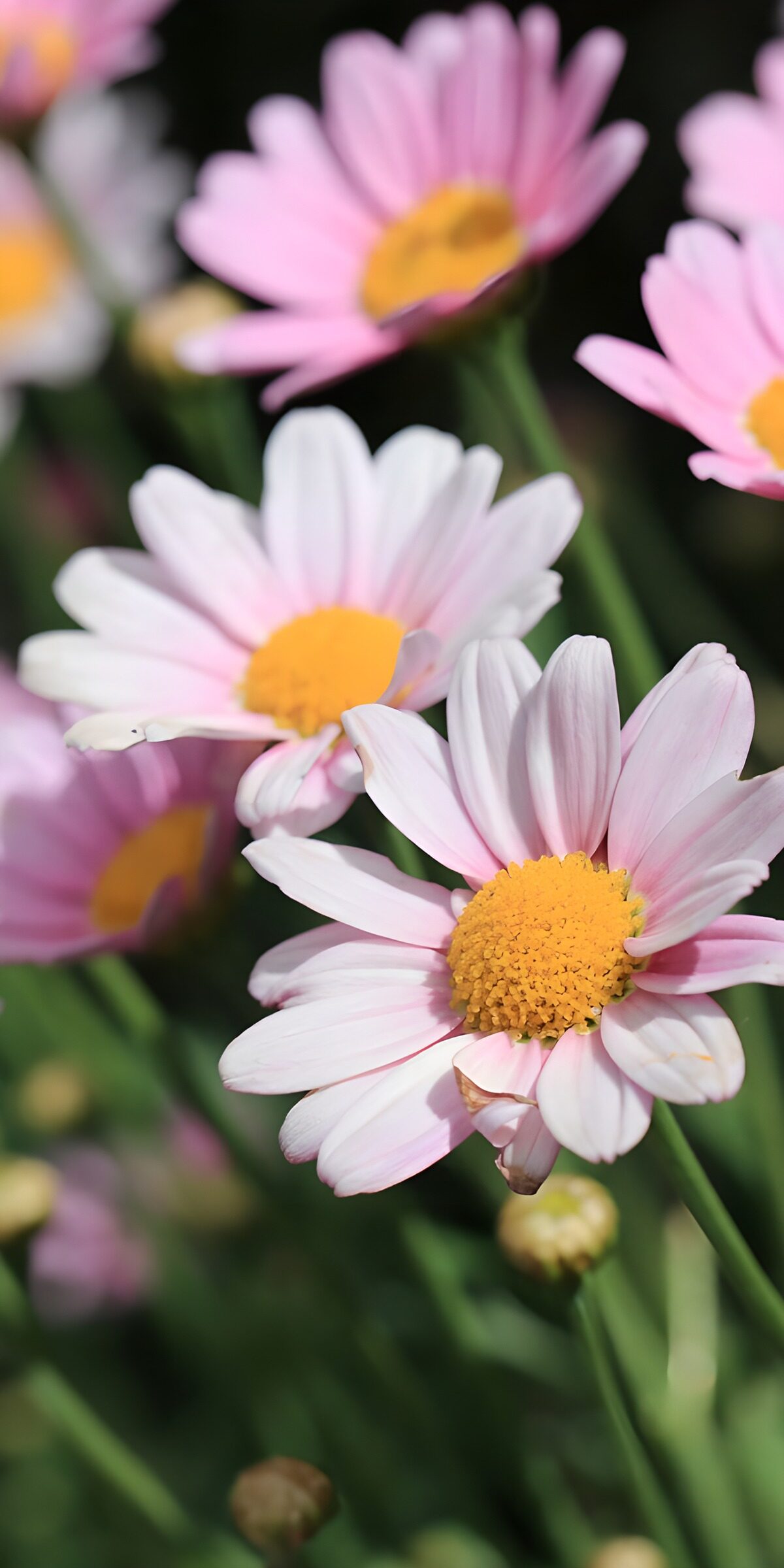 PDGIT1220660: Margherite rosa e bianche al sole