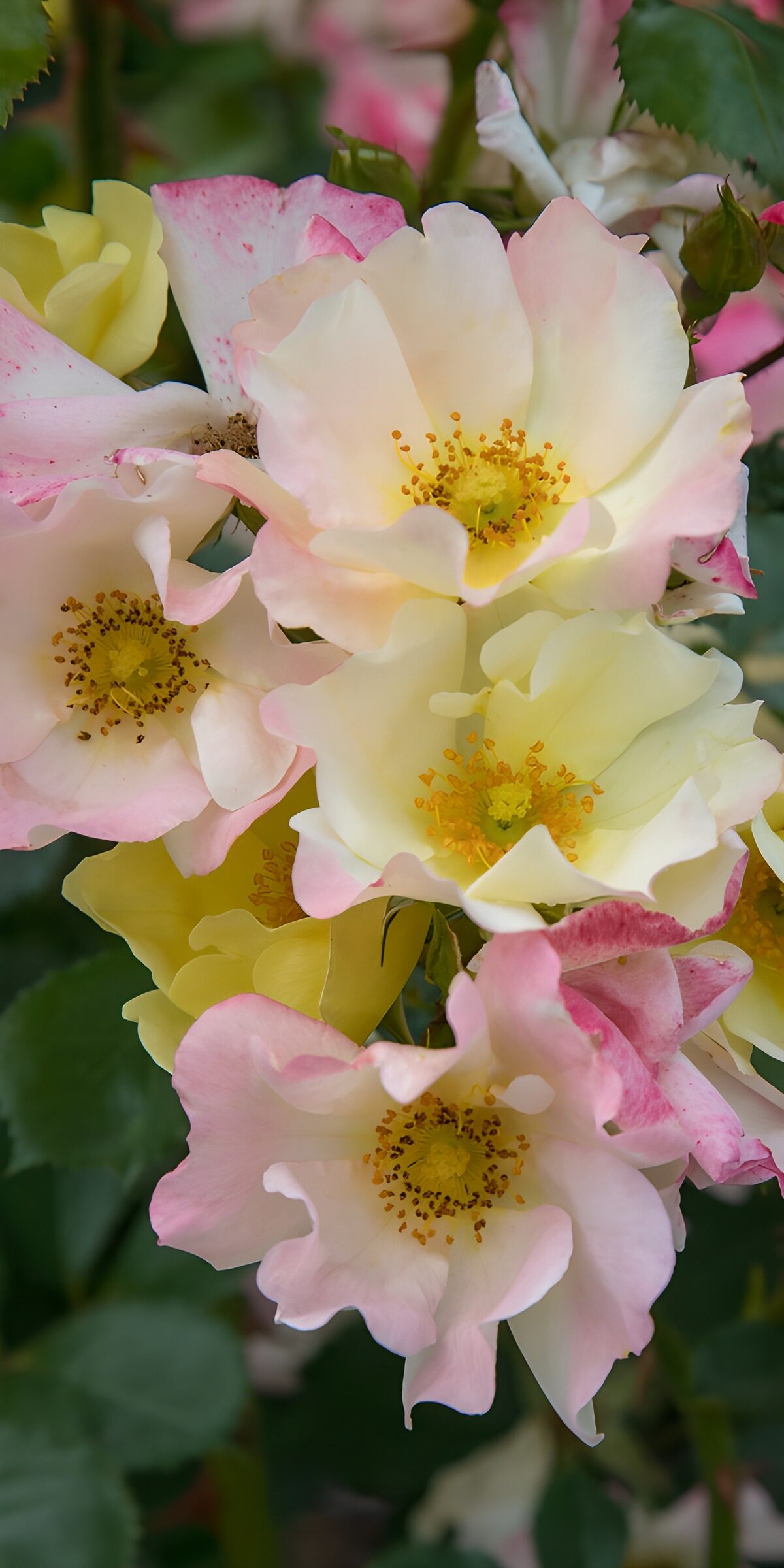 PDGIT6464879: Rose rosa, bianche e gialle in fiore