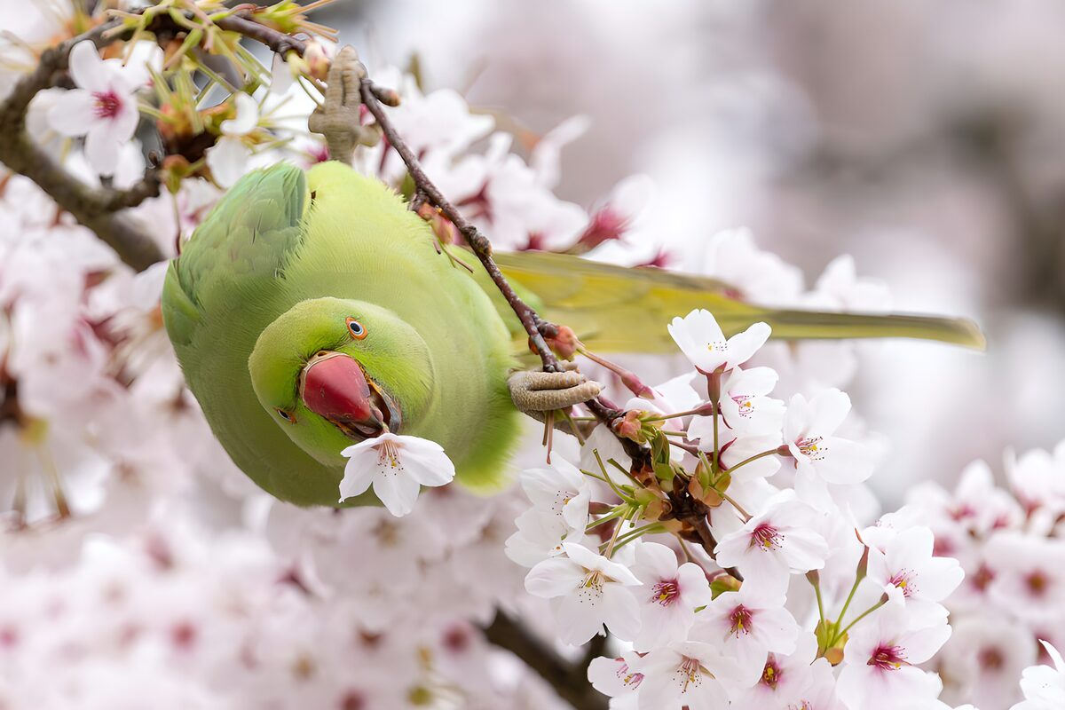 PDGIT5144839: Parrocchetto verde tra i fiori