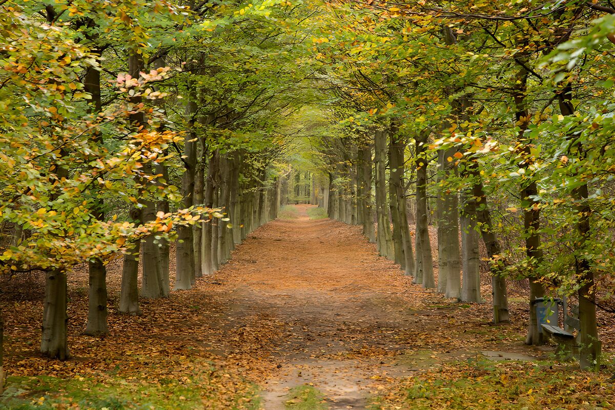 PDGIT3835849: Un arco d’autunno abbraccia il viale