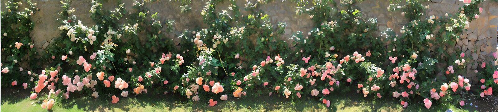 PDGIT3827155: Rose in fiore lungo il muro di pietra