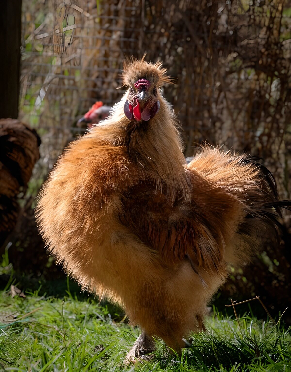 Gallo dorato e soffice sull’erba